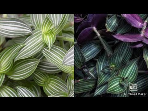 Video: Cvjeta li astilba cijelo ljeto - saznajte više o vremenu cvjetanja biljaka astilbe