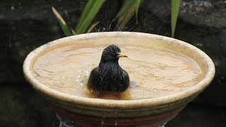 Starling Having A Splash. Feed the birds UK 01 02 26 screenshot 5