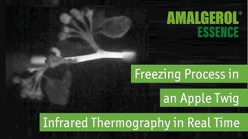 Freezing process in an apple twig - visualized by infrared thermography in real time