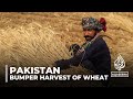Pakistan wheat harvest: Floods and govt policies upend market