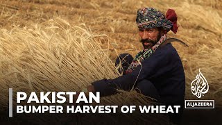 Pakistan wheat harvest: Floods and govt policies upend market