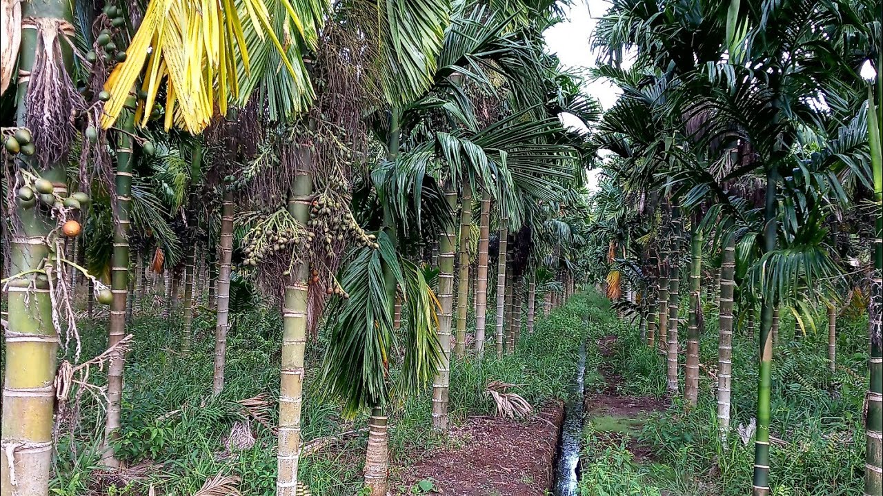 Kebun Pinang Gambar