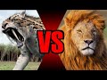 Leão Africano VS Tigre dentes de sabre ( smilodon fatalis )