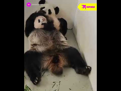 Видео: Мама-панда играется с дочуркой