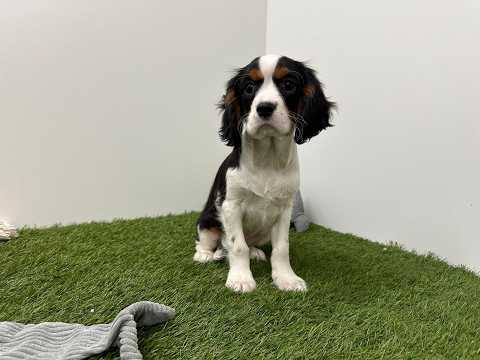 Video Cavalier King Charles Spaniel
