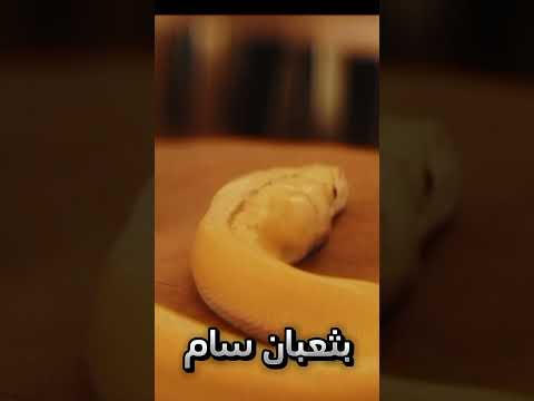 الكلب الذي أنقذ حياة صاحبه
