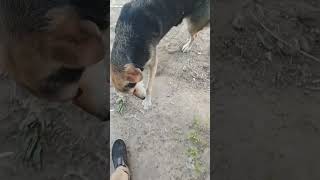 одна из преданных встречает меня на работе🐕🐶🦮🔥#shorts #собака #собаки #животные #домашниеживотные