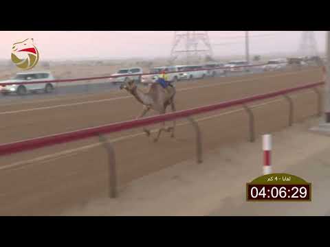 سباق اللقايا سيف العرب 25 10 2025 ش1 نجاح ل ظافر مهدي ناصر الأحبابي 6 02