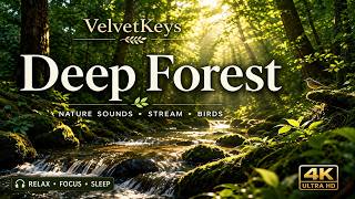 Forest Ambience with Gentle Bamboo Flute NO.32 – Sleep Ambience #relaxation# sleep# meditation screenshot 3