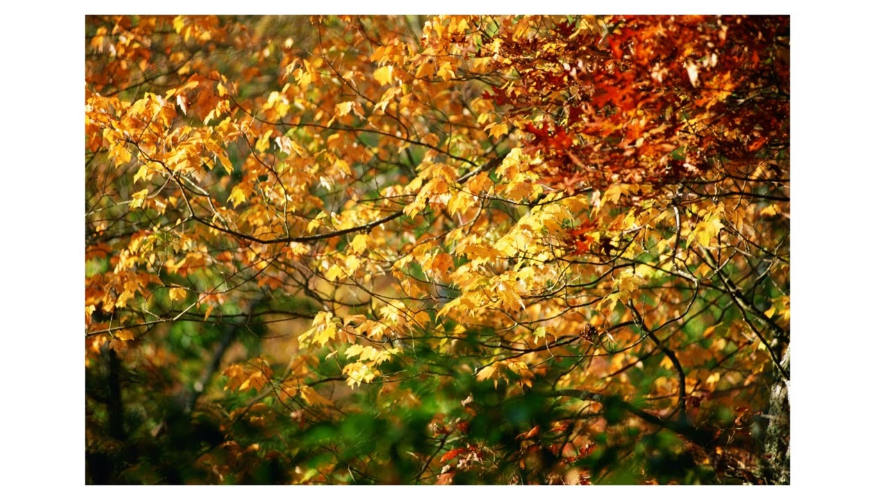 Autumn Leaves OOF Volkstedt Playalong