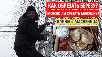 Как правильно обрезать и сформировать березу? Можно ли обрезать макушку березы? БЛИНЫ и МАСЛЕНИЦА!