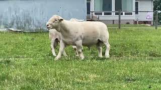 2003 Aged Ram Online at Tays Realty & Auction, LLC