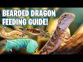 Bearded dragon diet  what can bearded dragons eat