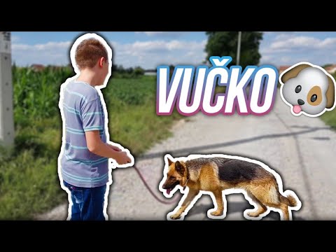 Video: Kako Priučiti štene Za šetnju Vani