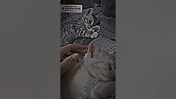 Little Cat Feel So Sad When Owner Ignore Him 🥺💔😿