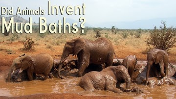 Animals Playing in the Mud