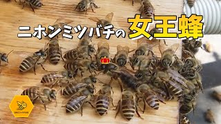 Introducing our queen, the Japanese honeybee queen, who has moved