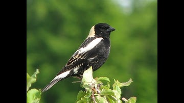 Species at Risk in the Tall-grass Prairie Episode 16-Bobolink