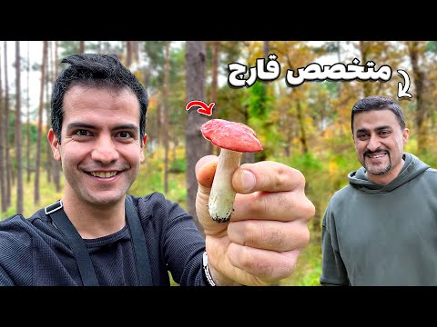 توی جنگل های آلمان چقدر قارچ خوراکی میتونیم جمع کنیم