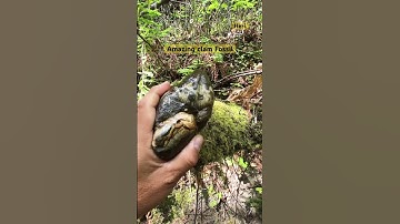 Fossil hunt #youtubeshorts #fossildiscovery #fossil #fossils #california #shorts #fyp #nature