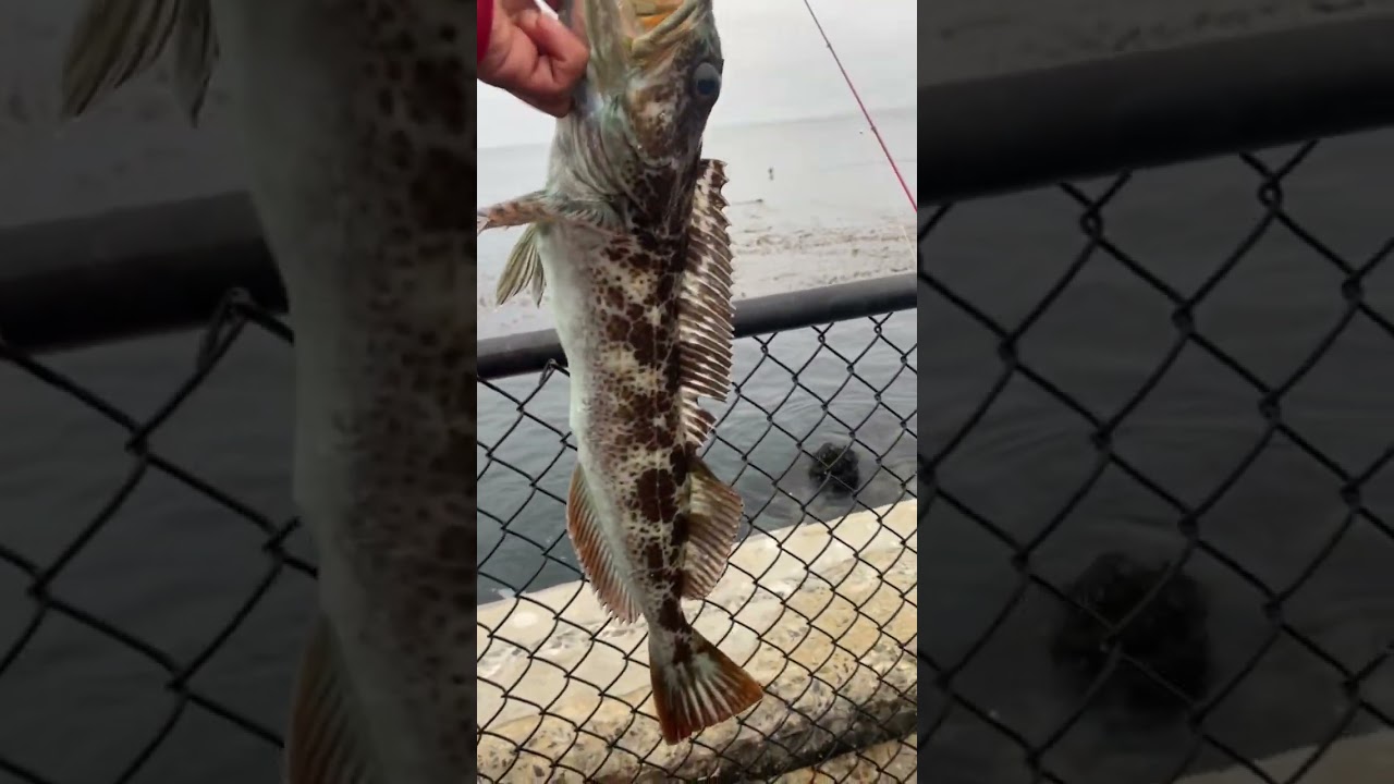 20” ling from the coast guard pier🤙🏽