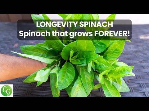Video: Spinach Is A Healthy Herb. Planting, Growing, Care. Properties. Photo