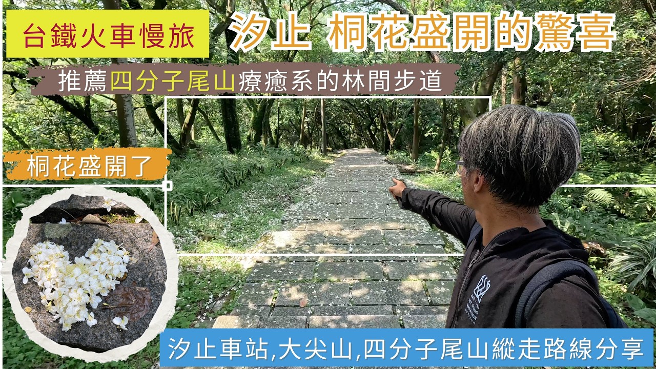 火車慢旅  汐止 看見桐花盛開的驚喜 ep239『從汐止車站出發!天秀宮,大尖山,四分子尾山縱走路線分享,推薦來走走療癒系的四分子尾山林間步道,欣賞360度環景的山海視野』