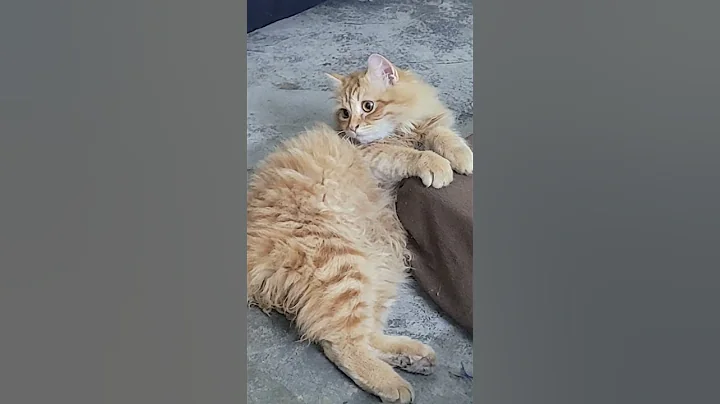 Video 11546961: persian cat shaded, beautiful persian cat, cat funnycats kitten cutecat, cat kitten cute funnycats, cat kitten cutecat funny