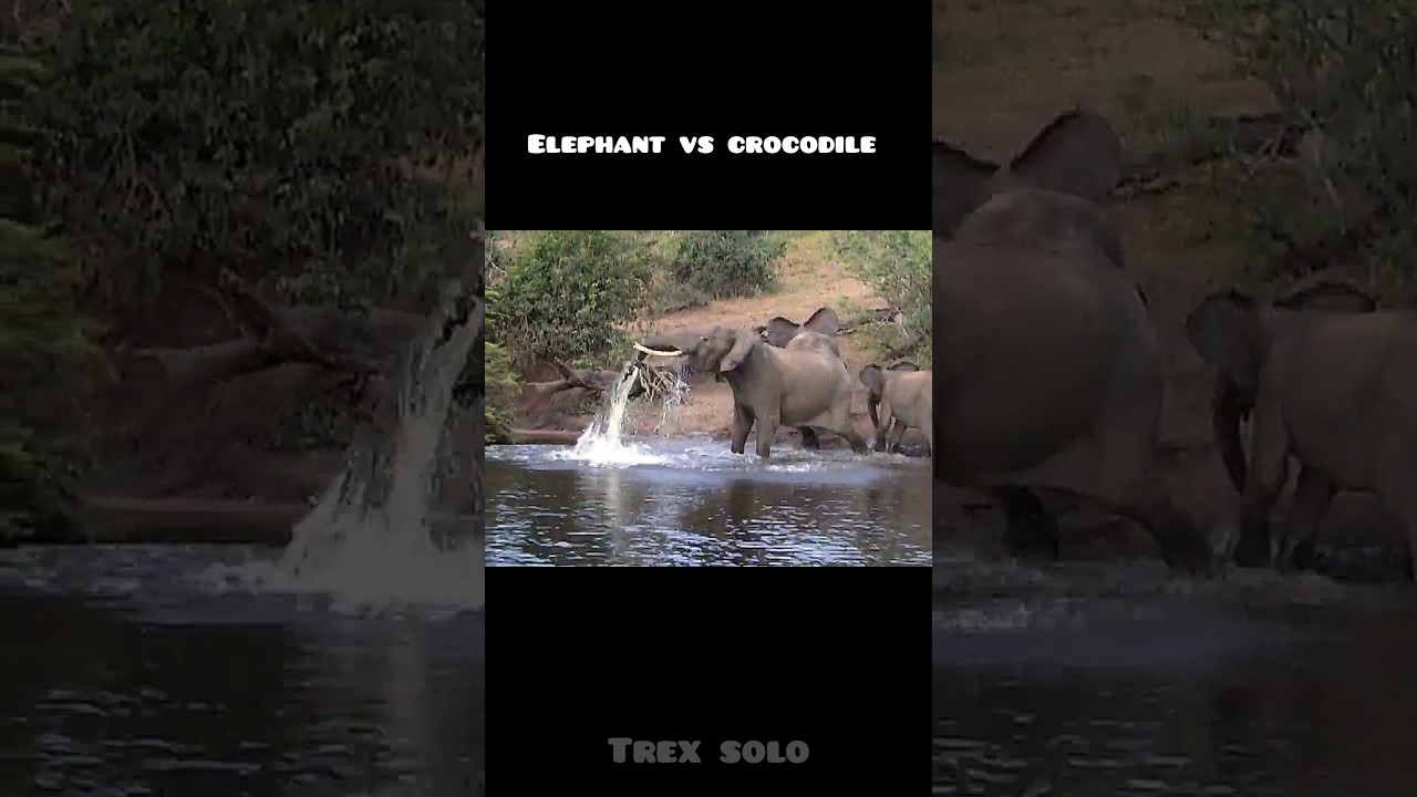 Elephant vs crocodile 