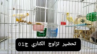 طيور الكناري هذه هي أول خطوات  تقوم بها للتحضير لتزاوج ناجح  100 / 100