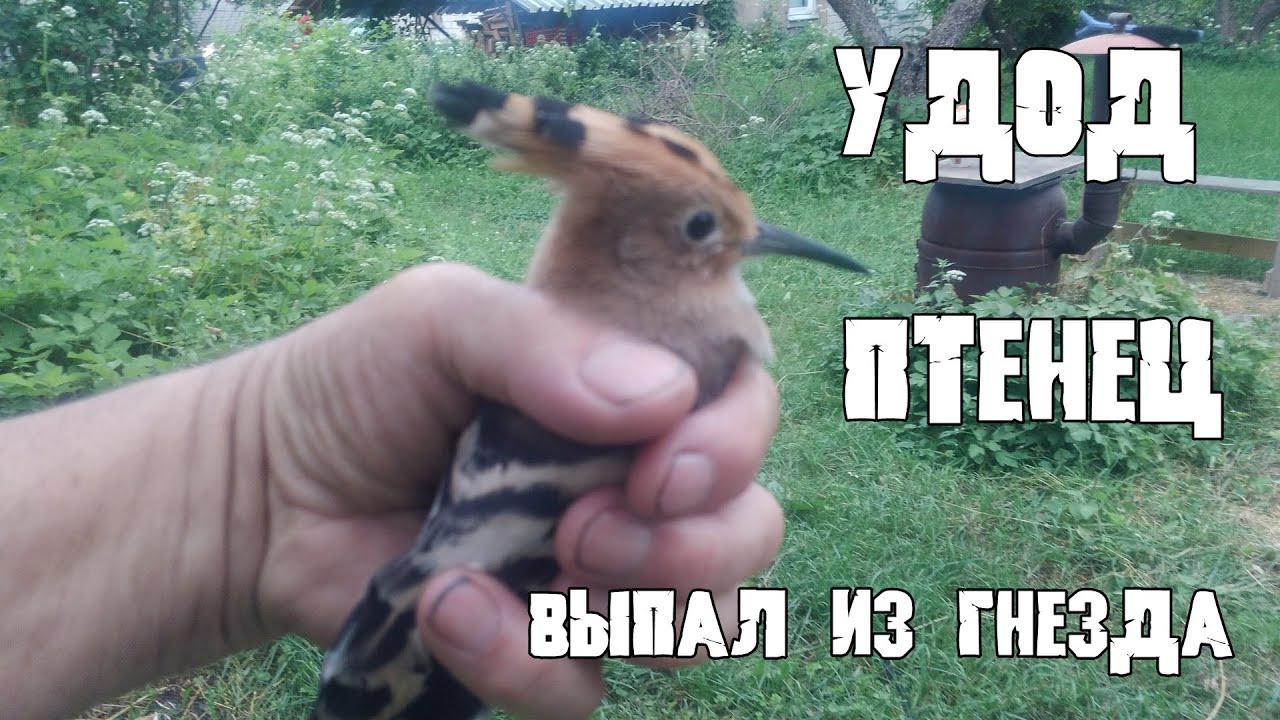 Удод птенец. Видимо выпал из гнезда. - YouTube