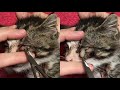Removing a botfly larvae from a tiny kittens eye part 2