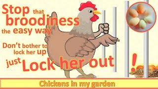 The EASIEST way to stop a hen being broody  lock her out, not up!