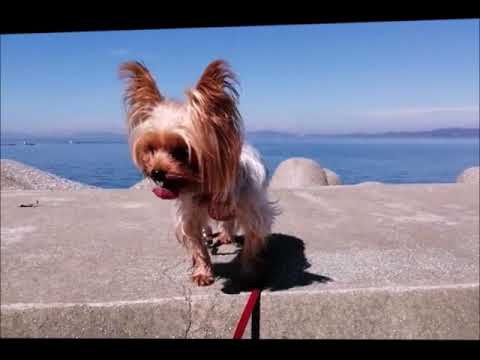 りー坊の“湯けむりドライブ♨” Yorkie Lisa チャオっ子ヨーキーりさ2019.9.28 petco hours