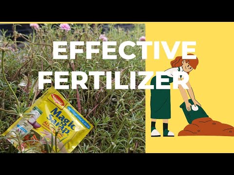 EFFECTIVE FERTILIZER USING MAGIC SARAP 👍