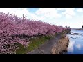 河津桜まつり2020（河津駅〜河津川沿い）を歩き撮り【4K / sony rx100m7 / 立体音響】#桜