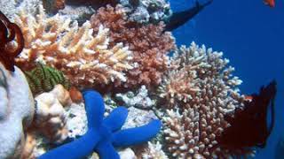 Ecosystem | Wikipedia audio article