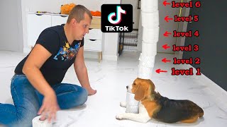 Щенок Шерлок СТАЛ ЗВЕЗДОЙ в TIK TOK.