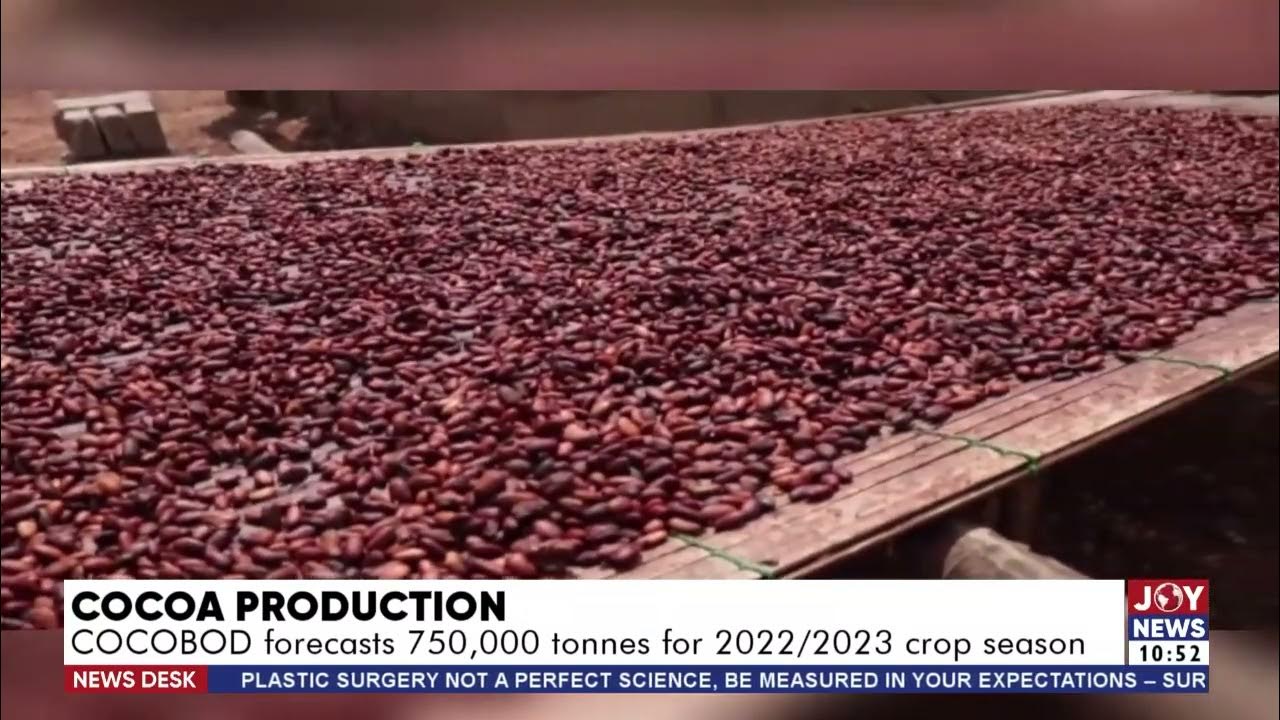 Cocoa Production COCOBOD forecasts 750,000 tonnes for 2022/2023 crop