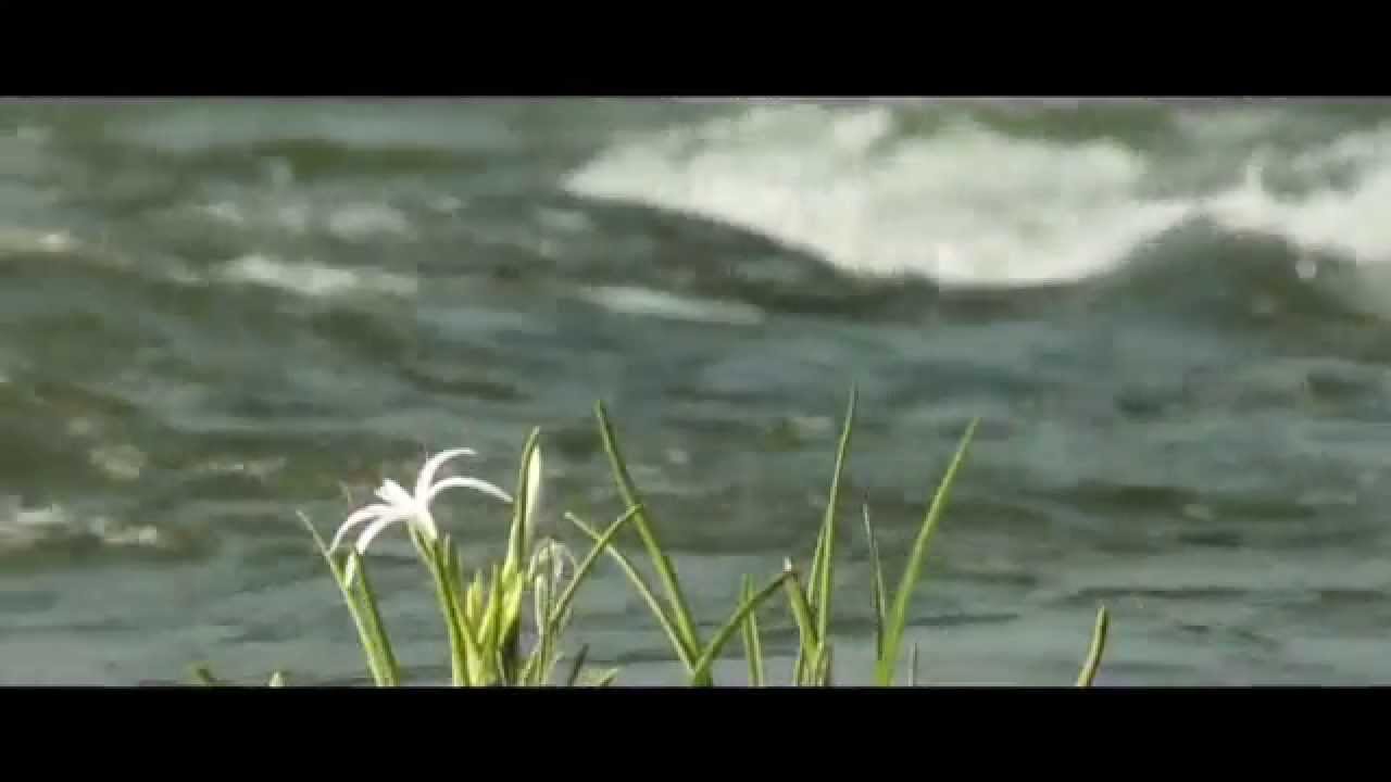 ~ तू बुद्धी दे - डॉ . प्रकाश बाबा आमटे - द रिअल हिरो ~