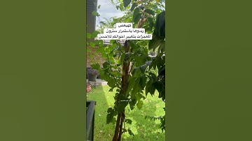 #كهيعص #سورة_مريم #قرآن #المصحف #العراق #الرقية_الشرعية #طيور #quran #birds #lovebirds #texas #usa