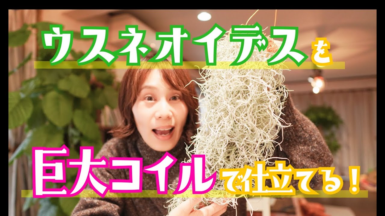 ウスネオイデスを巨大コイルで仕立てる！