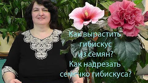Как вырастить Гибискус из семян? Как надрезать семечко Гибискуса? фильм Ольги Пряниковой