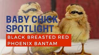 Black Breasted Red Phoenix Chicken Breed