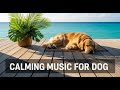 12 hours of Calming Pet Music for Dogs : Reduce Anxiety & Promote Deep Sleep for Your Pup 😴🐾😌