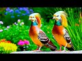 Birdsongs in Forest 🌲 | Relaxing Nature Sounds for Stress Relief, Focus & Sleep [USA Version]