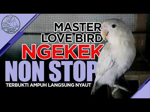 Masteran Lovebird Ngekek NON STOP