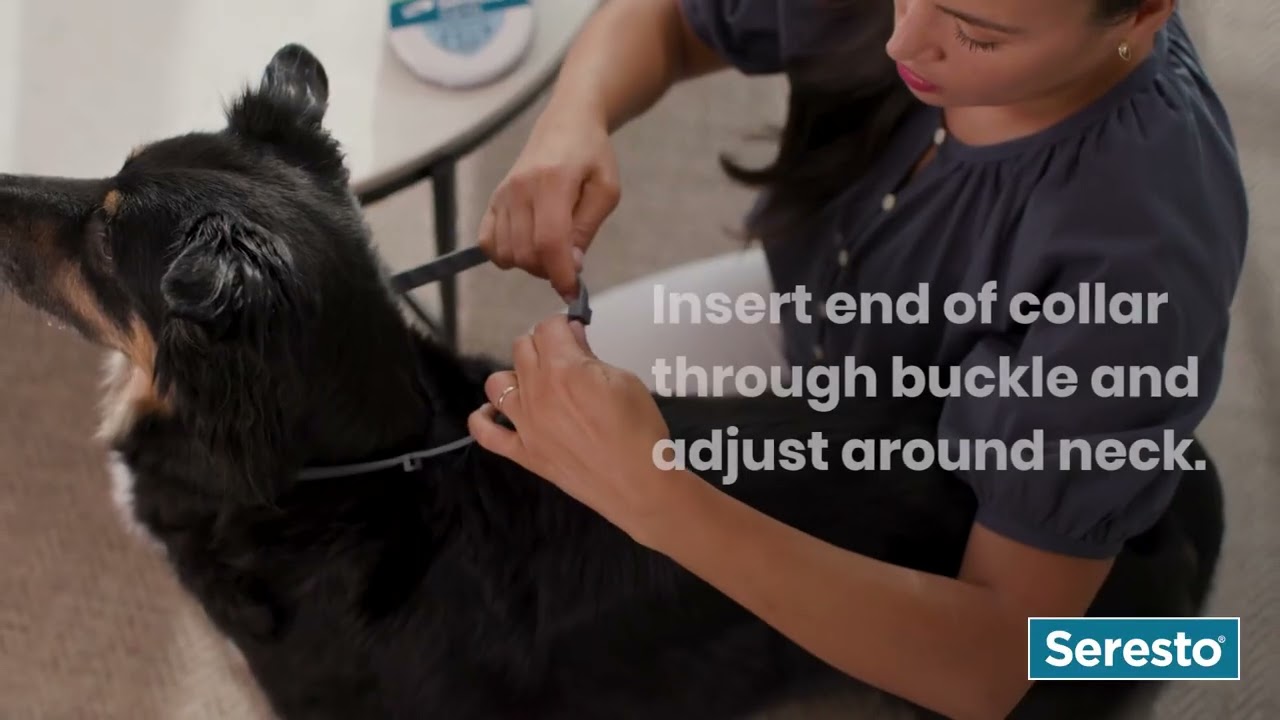 Seresto Large Dog Vet-Recommended Flea & Tick Prevention Collar for Dogs,link in description