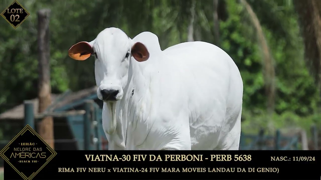 LOTE 02   VIATNA 30 FIV DA PERBONI
