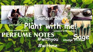 Garden Diary 🌱Plant with me  #withme PERFUME NOTES: SAGE